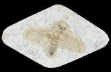 Fossil March Fly (Plecia) - Green River Formation #65097-1